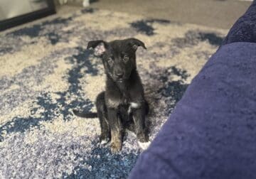 Puppy For Sale!