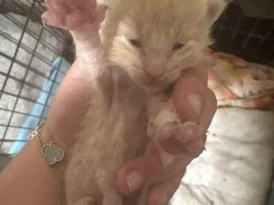 Maine cooon kittens born sat