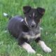 German Shepherd/Australian Shepherd Puppies