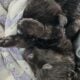Germany shepherd puppies born 28th of February