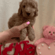 Sweet Mini Doodles – Ready for New Homes
