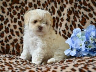 Shih-Poo For Sale Baltic OH Tristan