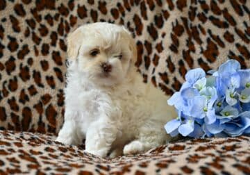 Shih-Poo For Sale Baltic OH Tristan