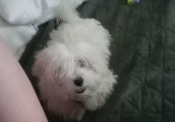 Puppy