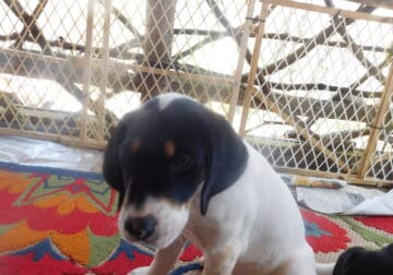 Laverne/Pointer Mix