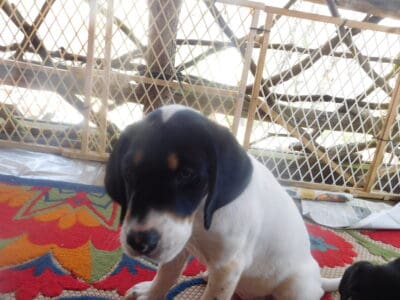 Laverne/Pointer Mix
