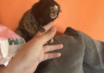 1 year old male marmoset monkey also none a finger