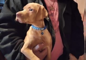 Hunting dog (puppy)