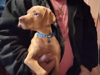 Hunting dog (puppy)