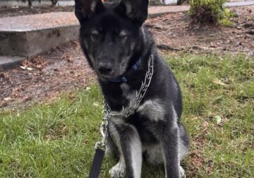 One Year Old Husky Shepherd Mix name Susie