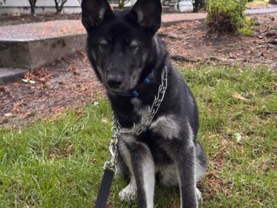 One Year Old Husky Shepherd Mix name Susie