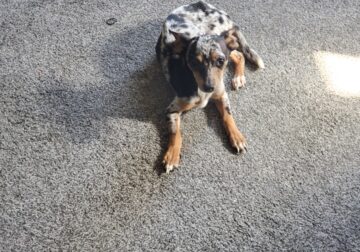 Tiny merle-Tri Chihuahua