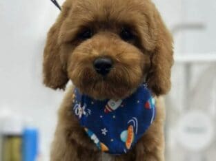 Puppies for sale