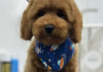 Puppies for sale