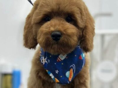 Puppies for sale
