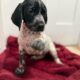 German shorthaired pointer