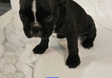 French bulldogs available NOW