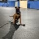 Male boxer