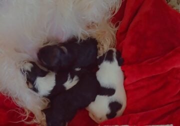 Morkie babies