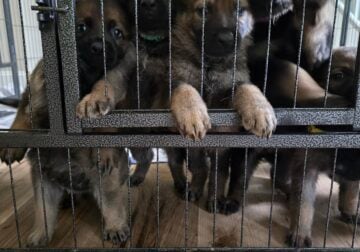 German Shepherd puppies