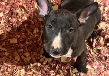LARA’S PUPPIES
