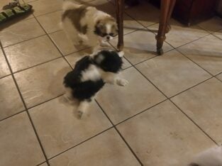 Japanese Chin puppies for sale