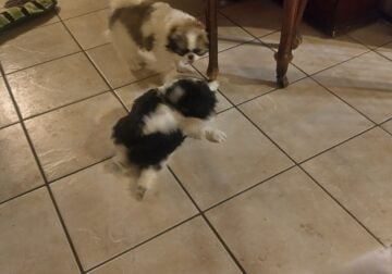 Japanese Chin puppies for sale