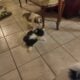 Japanese Chin puppies for sale