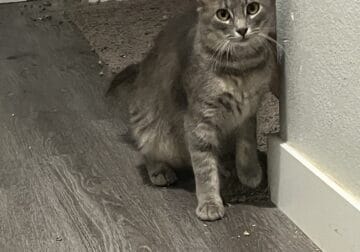 Kitten