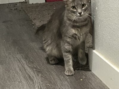 Kitten