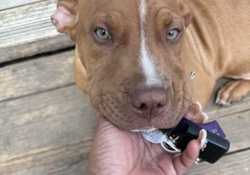 Red nose pitbull
