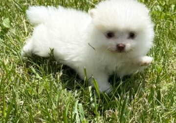 Pom puppies for sale