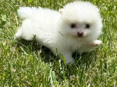 Pom puppies for sale