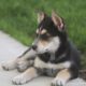 German Shepherd/Australian Shepherd Puppies