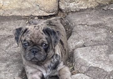 Pug puppy