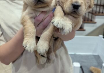 Golden retriever pups