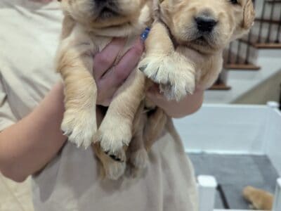Golden retriever pups