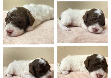 Lola Lagotto Romagnolo puppy
