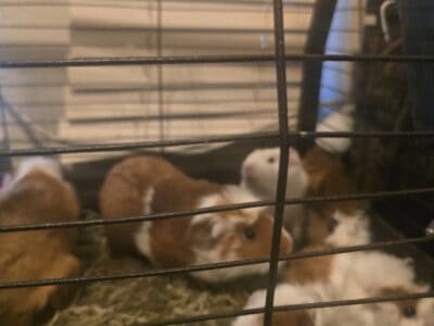 Baby Guinea Pigs