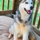 Cooper Needs a Forever Human