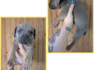 Cane corso puppies