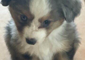 Toy Australian Shepherd