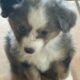 Toy Australian Shepherd