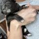 Australian Shepard #9
