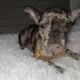 Cookie the Blue Merle Frenchie