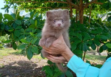 Rare Lilac Pomeranian Puppy Female