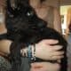 Germany shepherd puppies born 28th of February