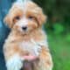 Male Yorkiepoo apricot