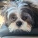 6 month old male shih tzu