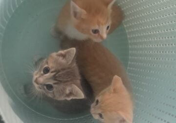 Kittens